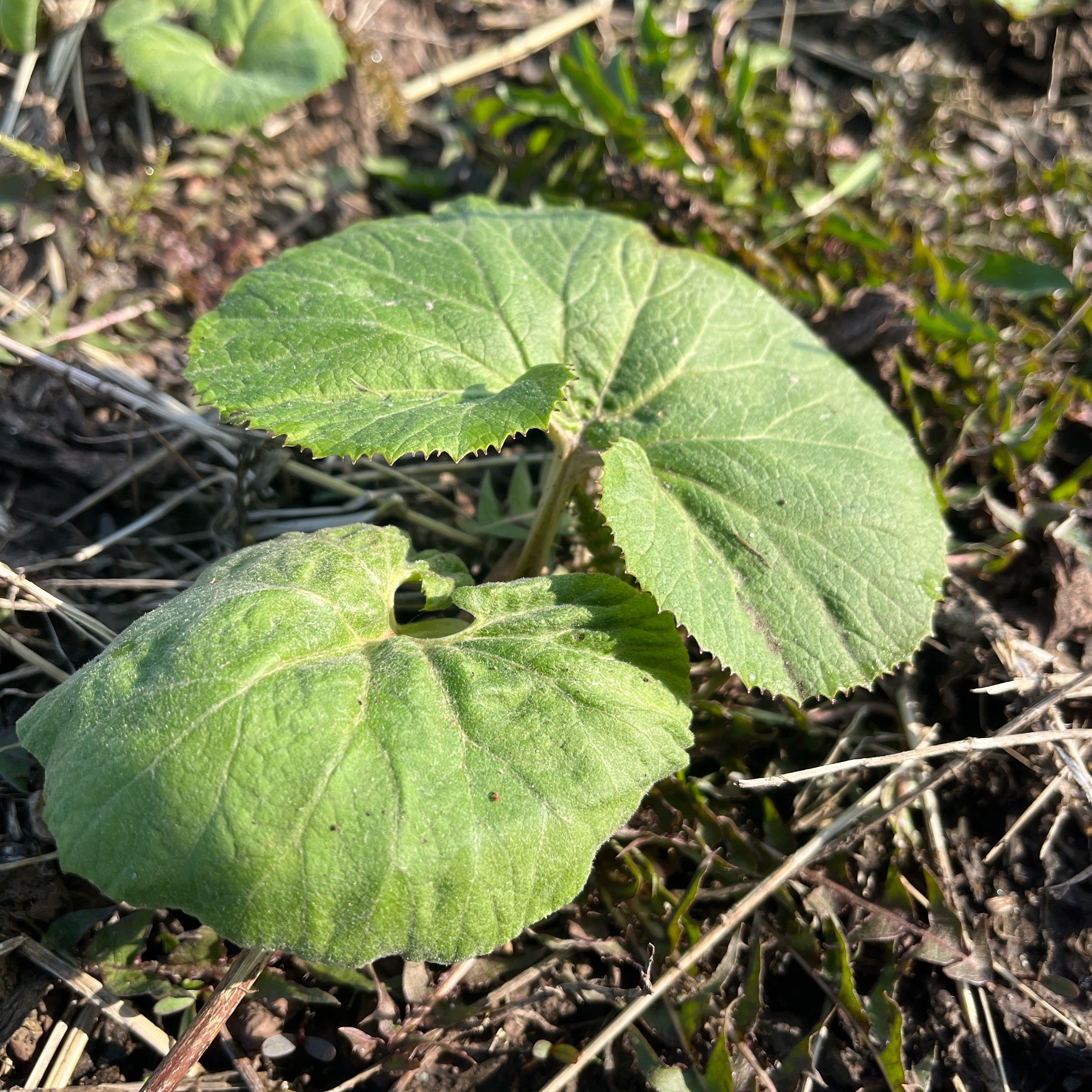 【SDGs】#18 同じ植物だったんかい①『フキ』。 アイキャッチ画像