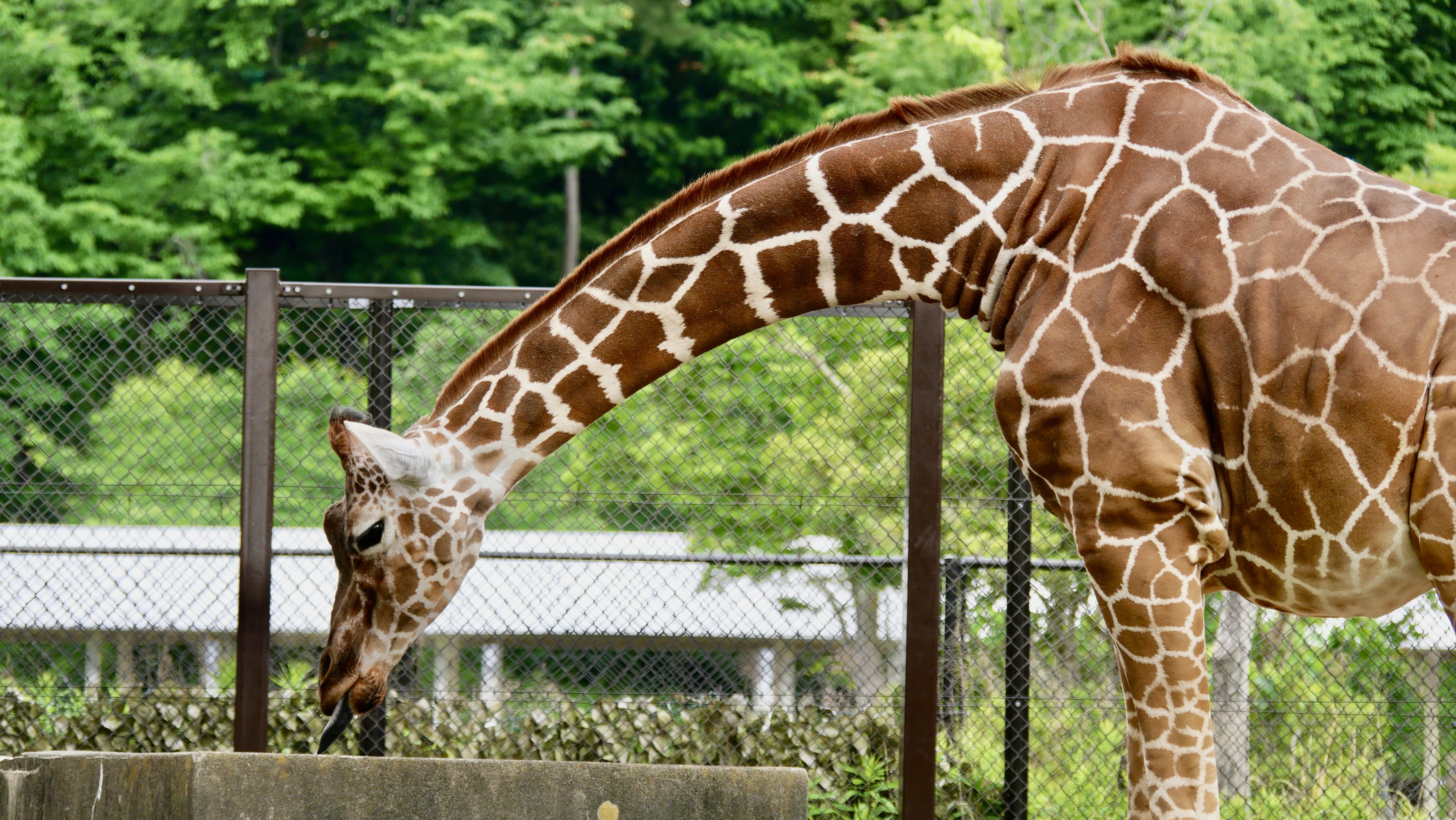 【SDGs】#番外編 動物を探しに✈️ アイキャッチ画像