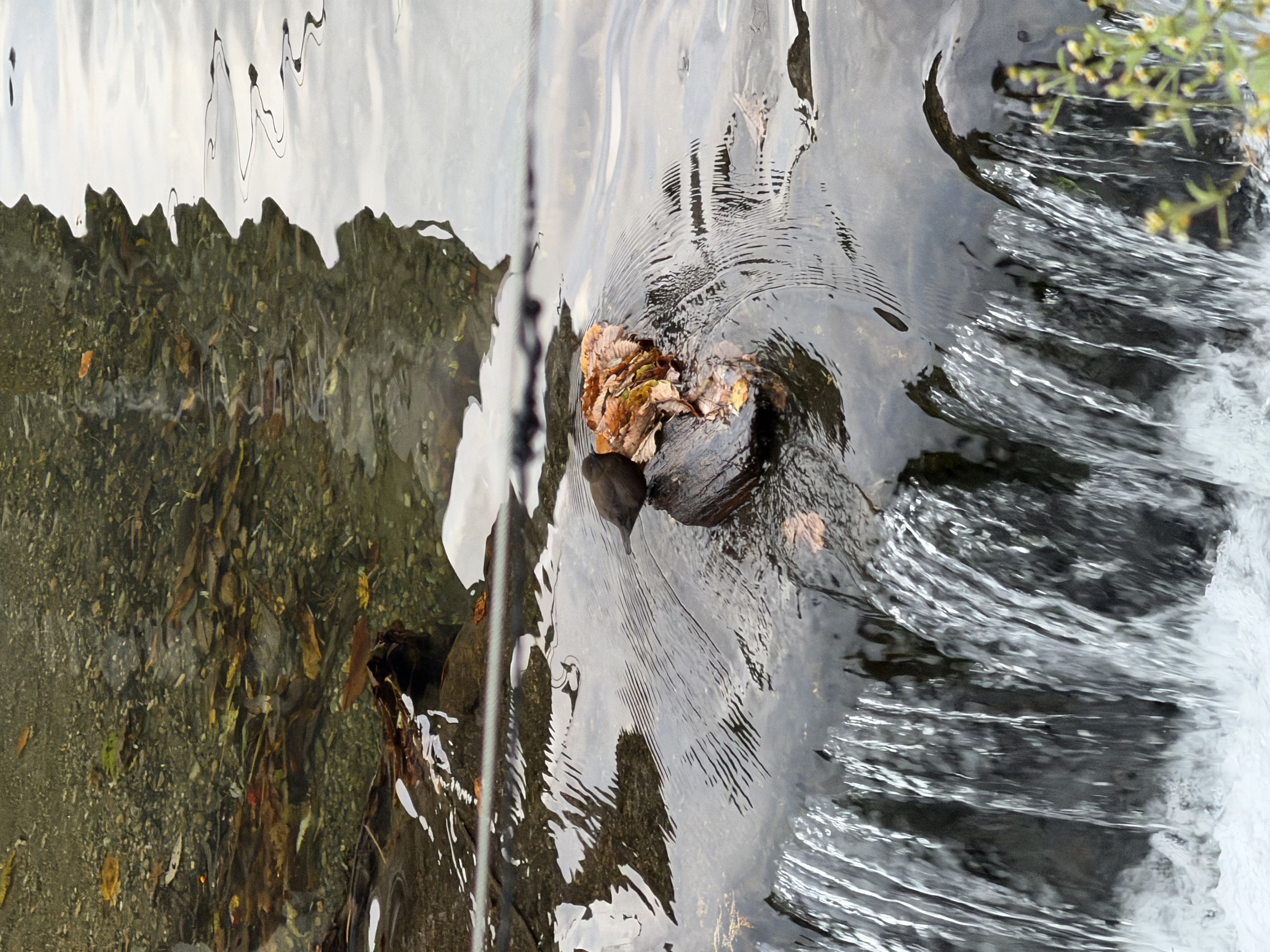 【SDGs】#番外編 観光地にも『カワガラス』 画像