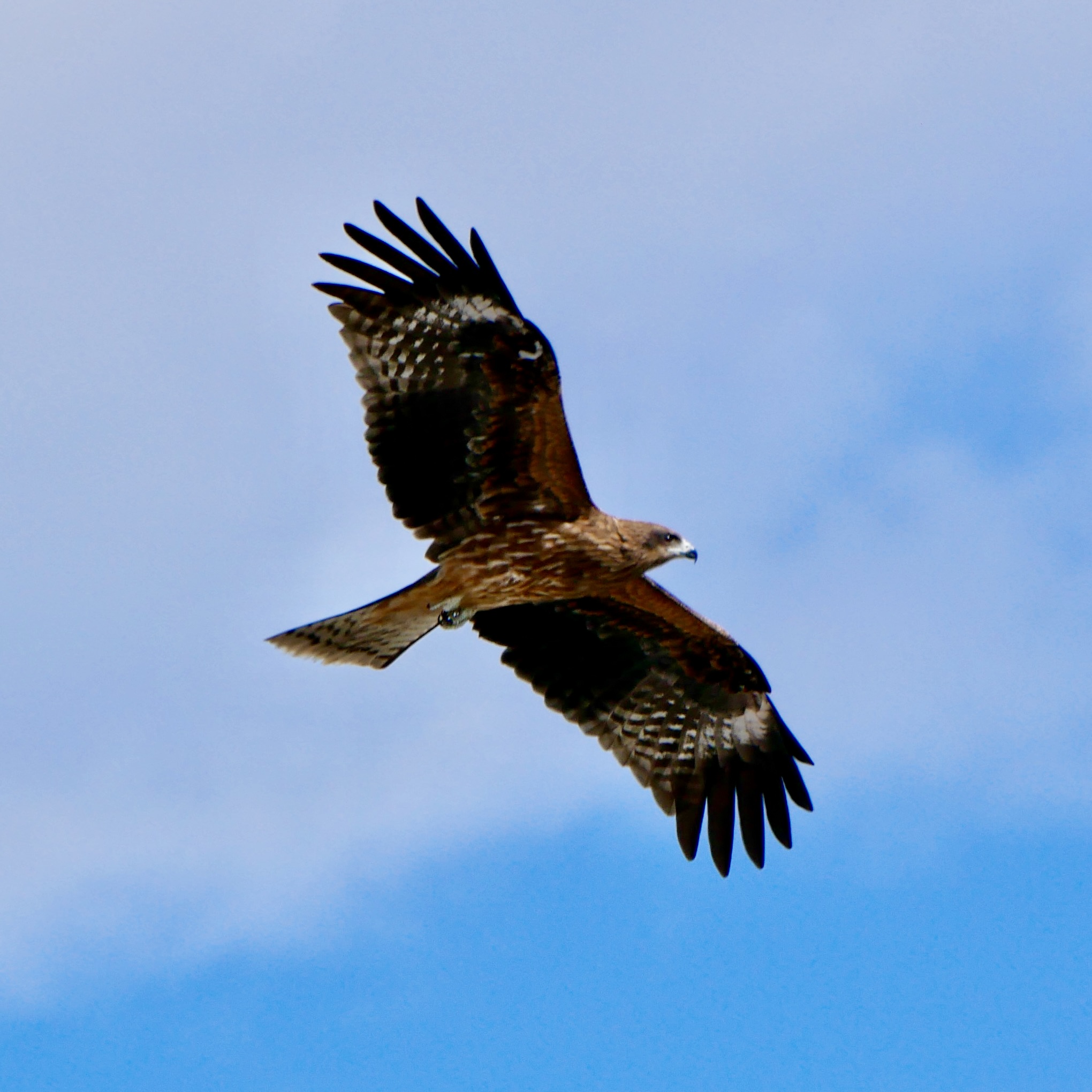 【SDGs#27】意外と弱い、鳶。 画像