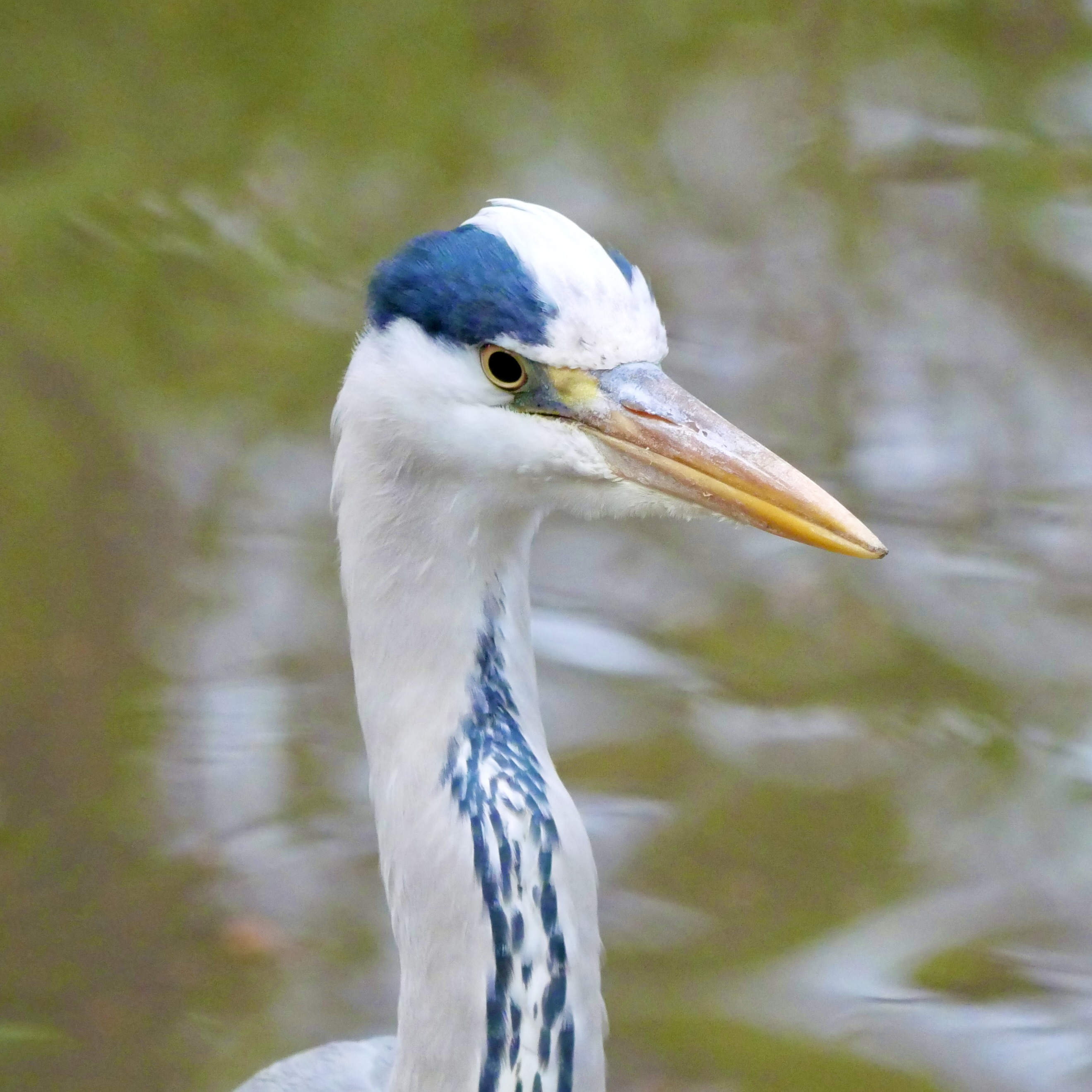【SDGs#東京編】猿江恩賜公園周りの鳥とSWALLOWを見に。 画像