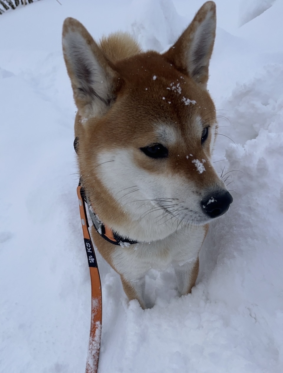 遂に雪が積もってしまいました。 アイキャッチ画像