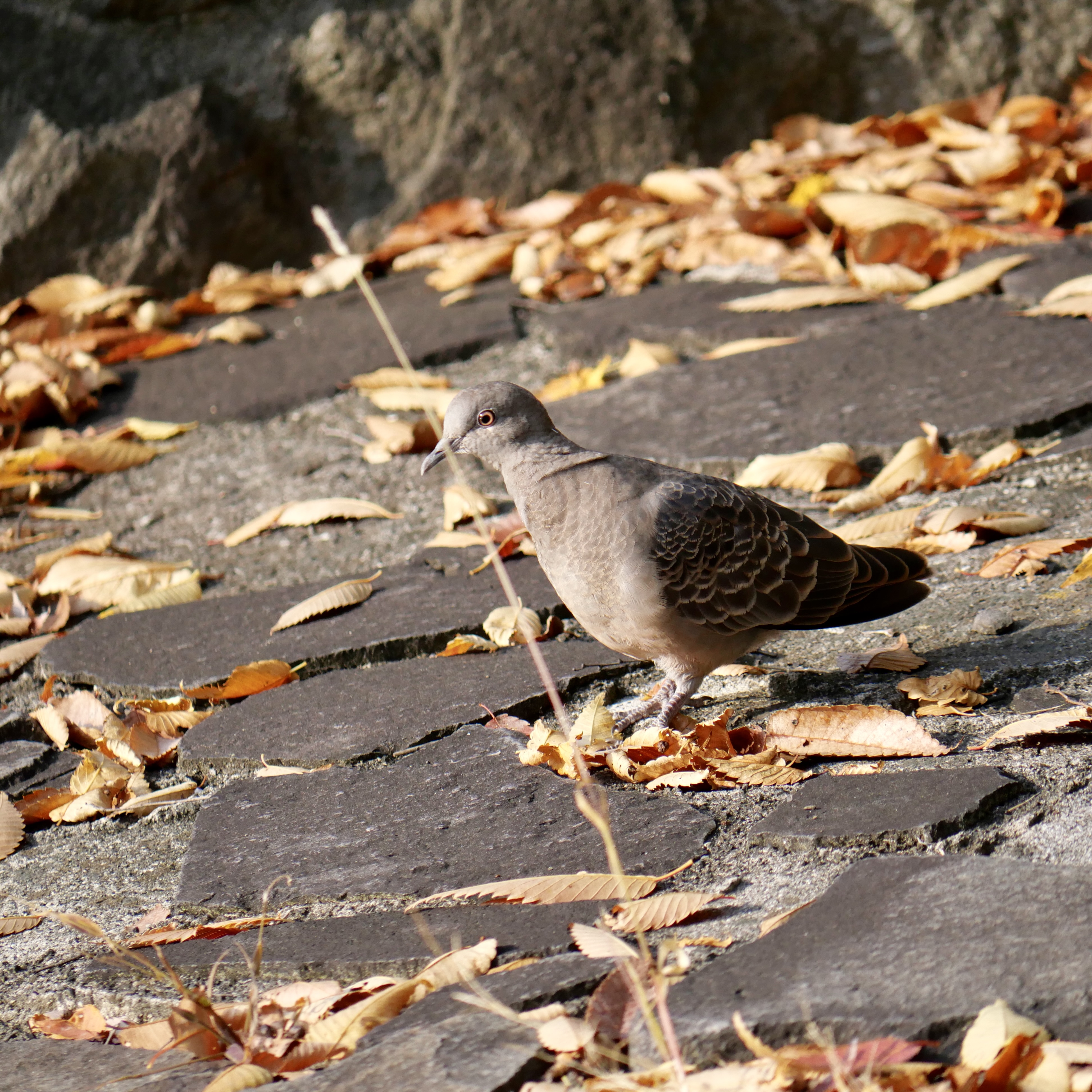【SDGs】#12 綺麗な方の鳩『キジバト』。 アイキャッチ画像