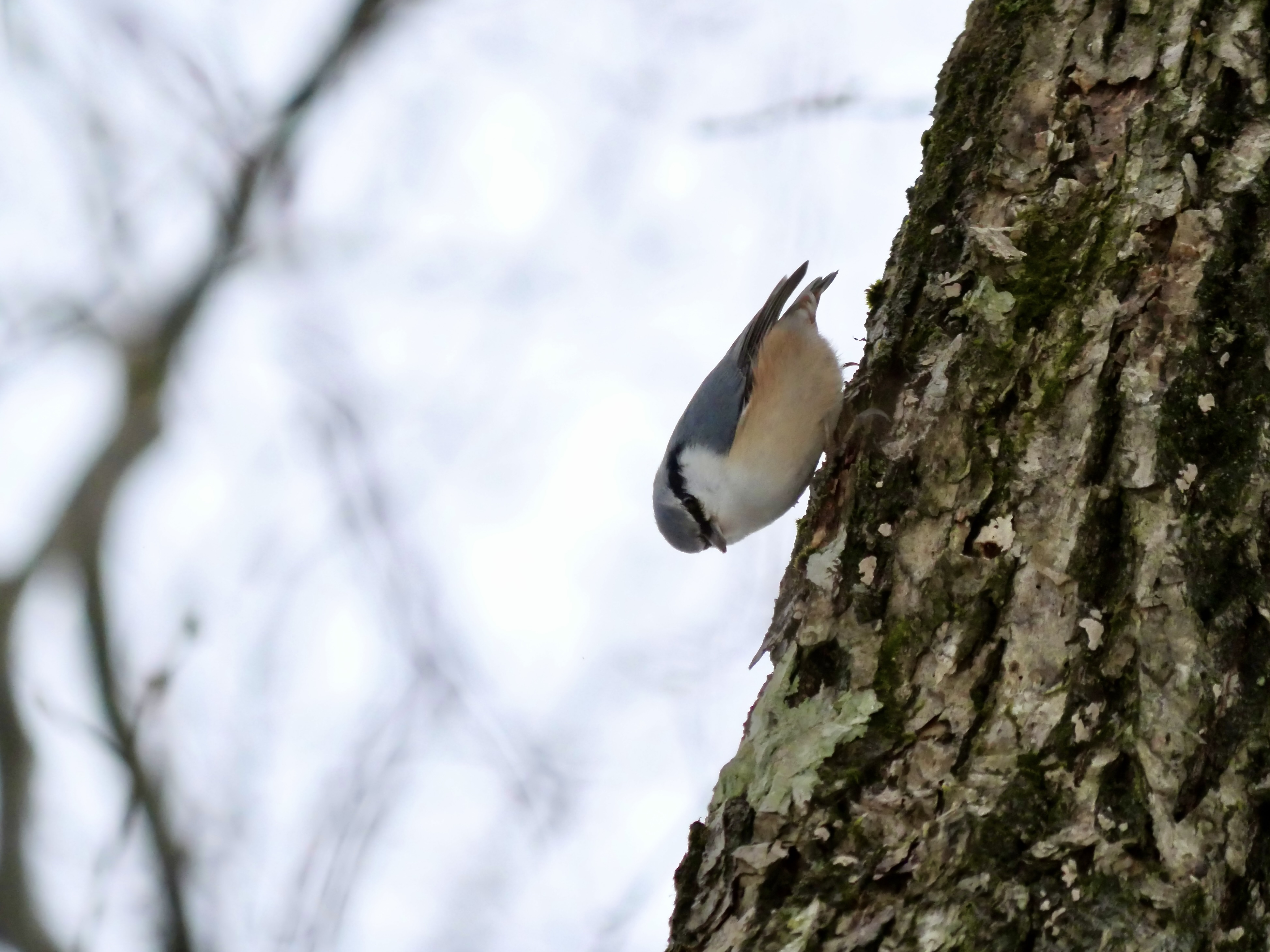 【SDGs】#28 逆さまもへっちゃら『ゴジュウカラ』 画像