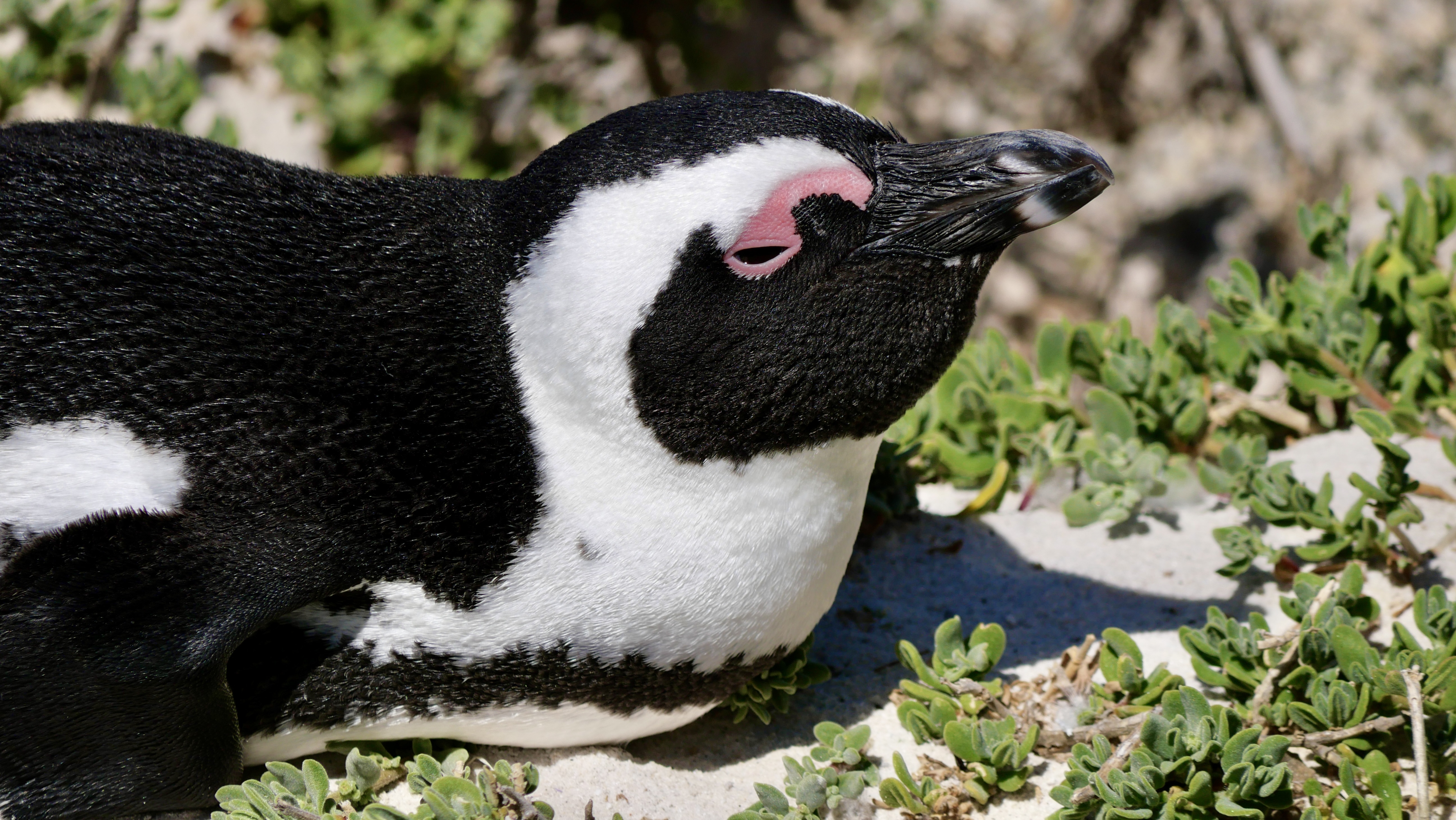 【SDGs #南アフリカ共和国編】Vol.4 近絶滅種ケープペンギン 画像