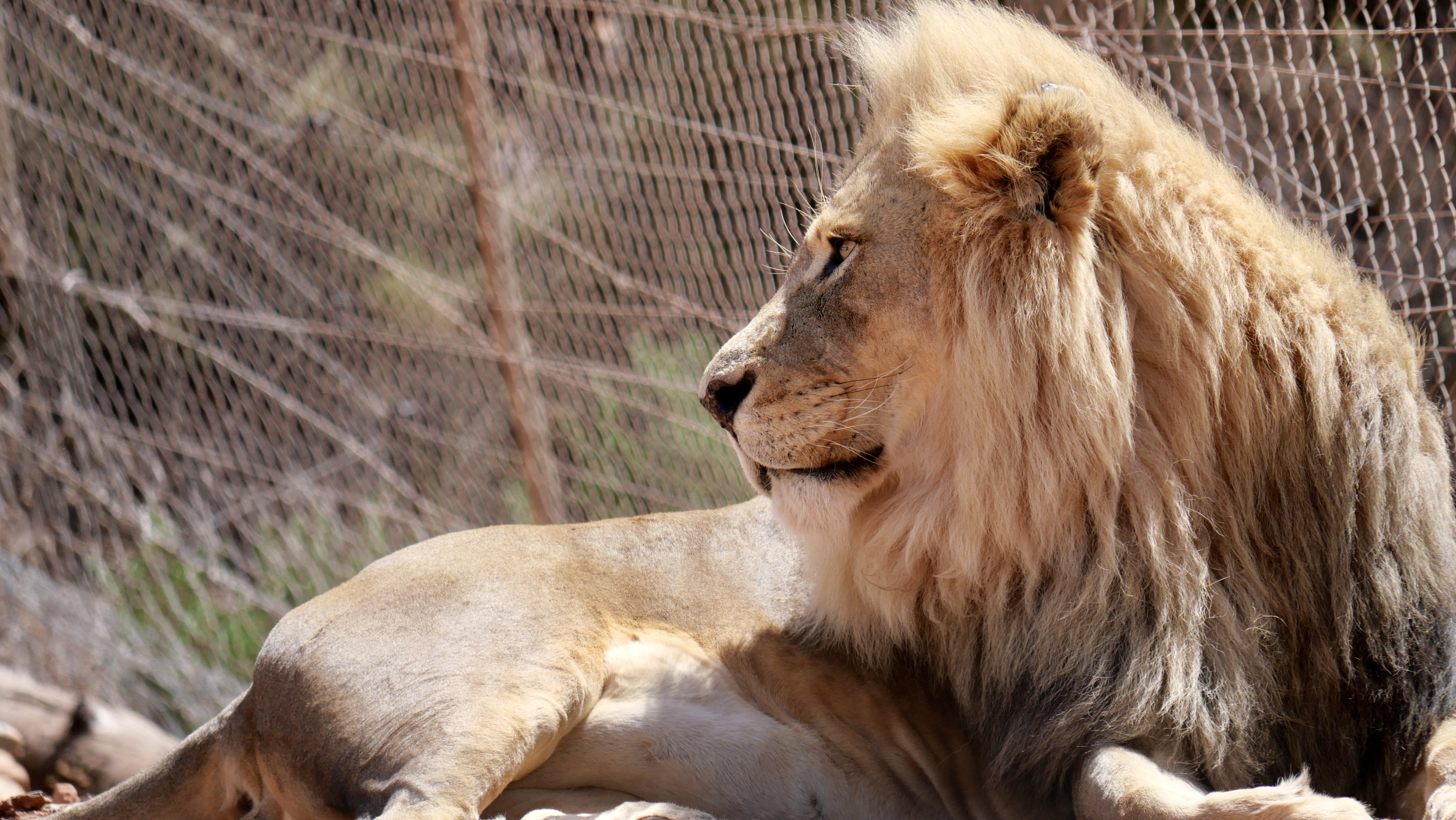 【SDGs #南アフリカ共和国編】Vol.5 Big５ 保護されたライオン。 画像