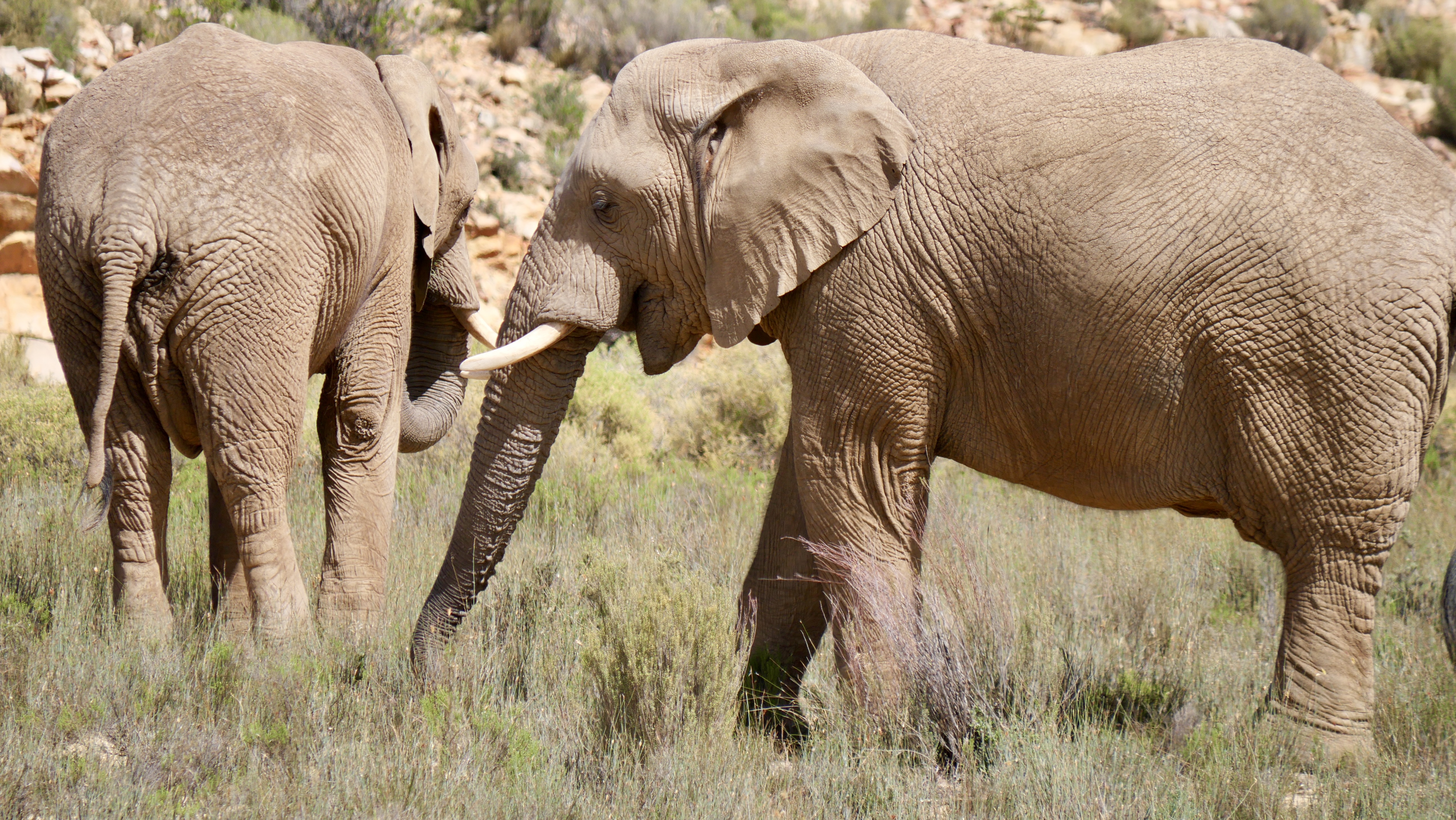 【SDGs#南アフリカ共和国編】Vol.7 角があったりなかったり。 アイキャッチ画像