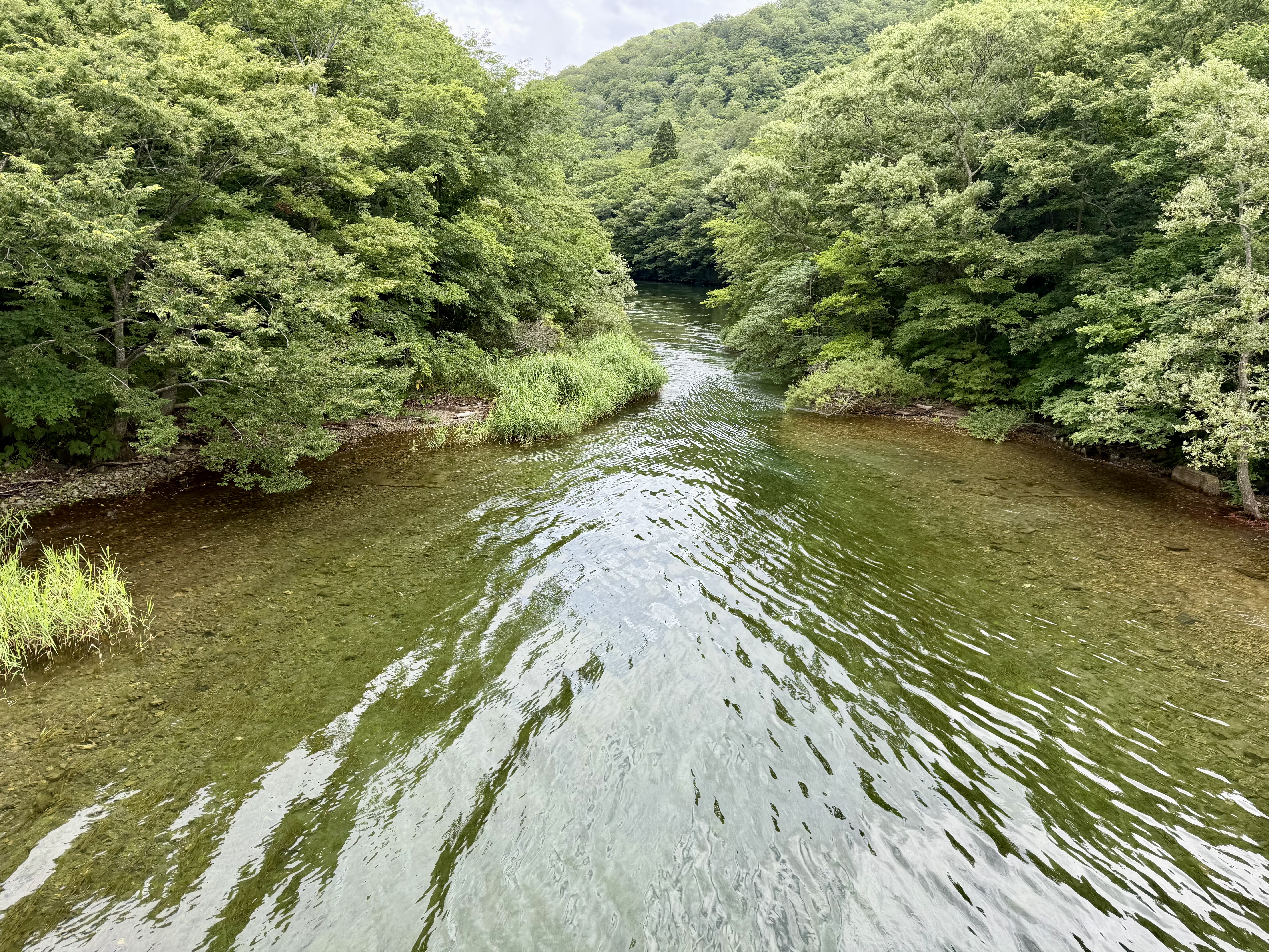 【SDGs】#40 奥入瀬渓流の『トクサ』 アイキャッチ画像