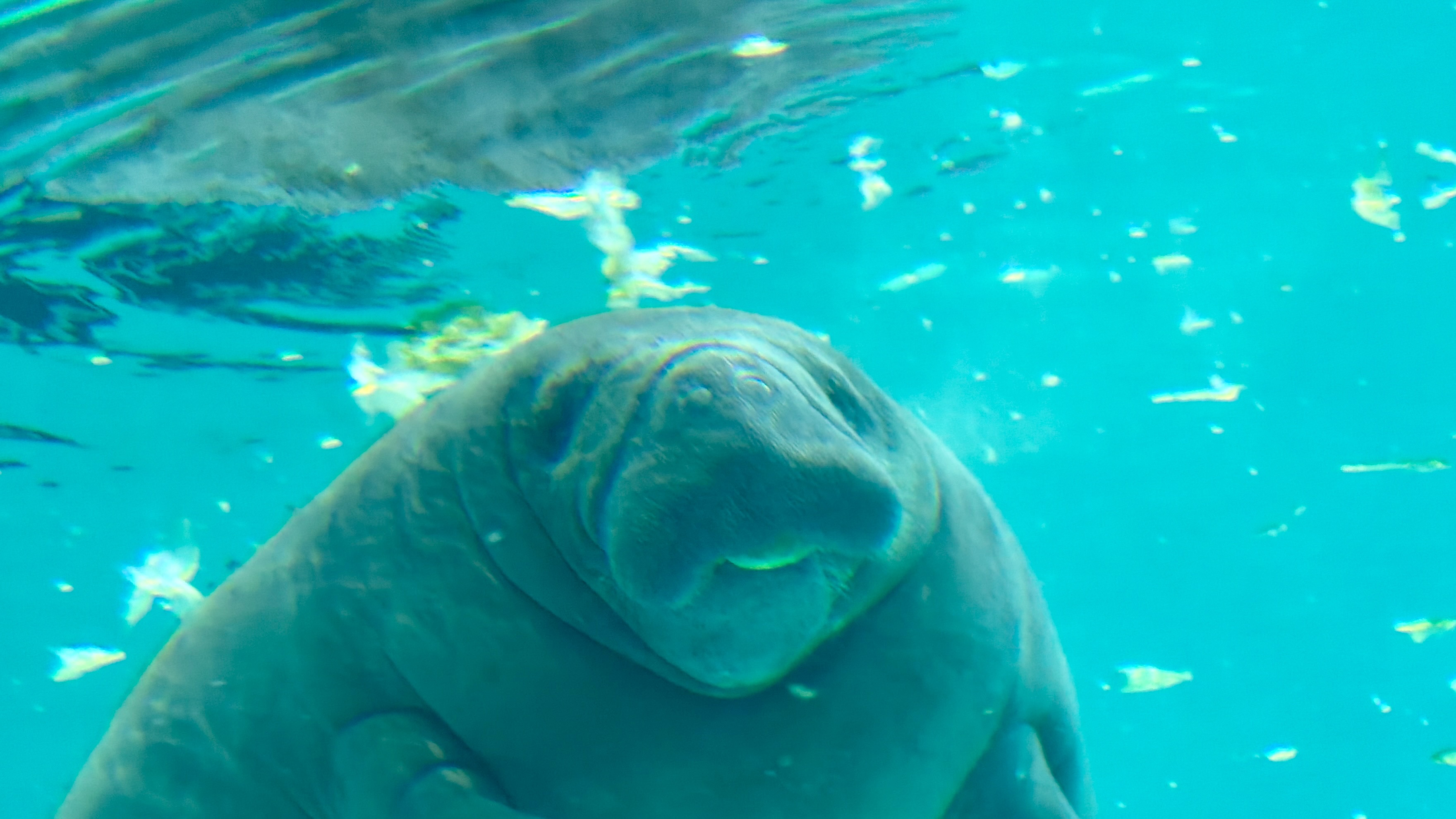 マナティー。 画像