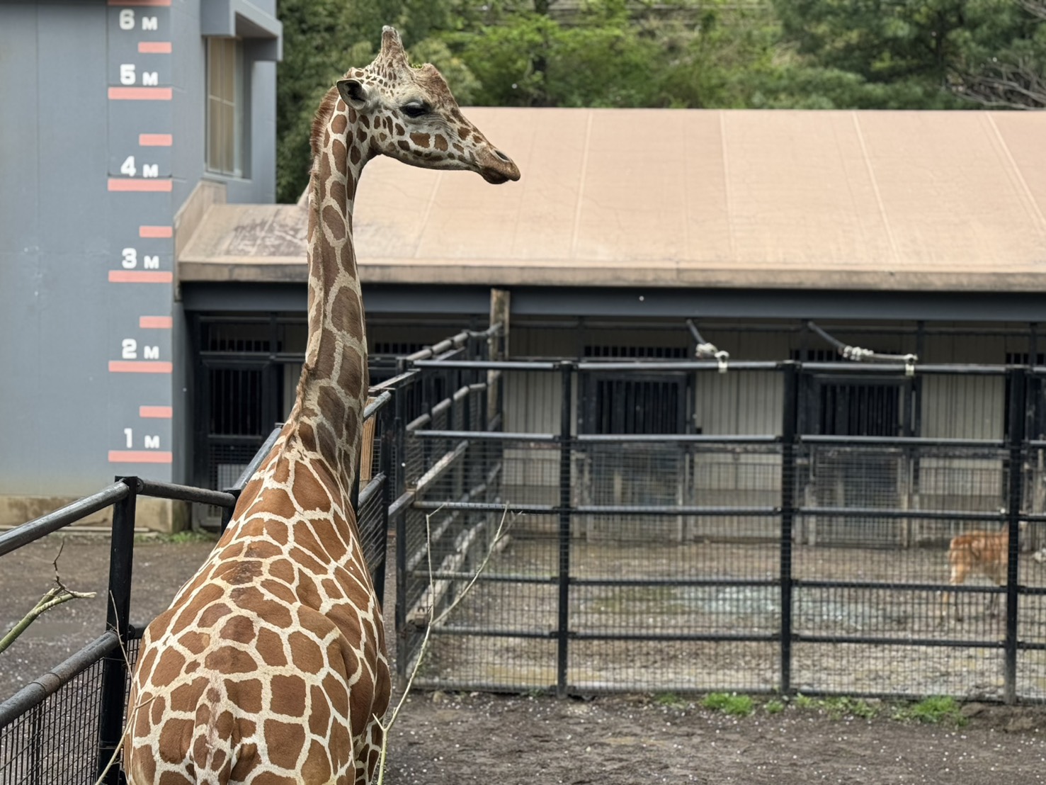 ゴールデンウィークは動物園へ 画像
