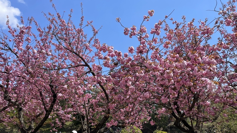 今年の花見は弘前公園。 画像