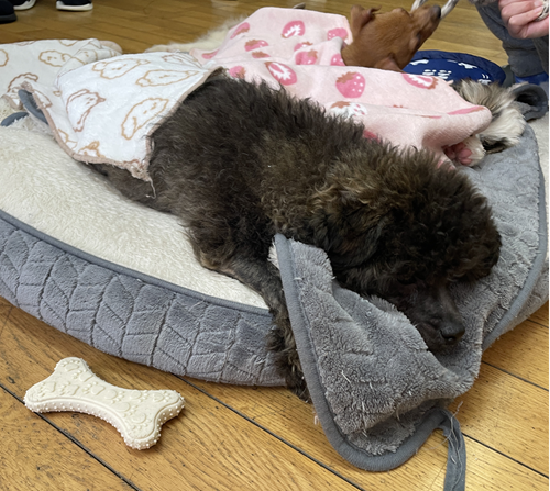 かわいいの大渋滞 画像