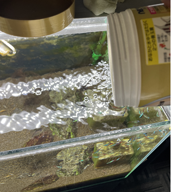 熱帯魚たちがかわいいです♡ アイキャッチ画像
