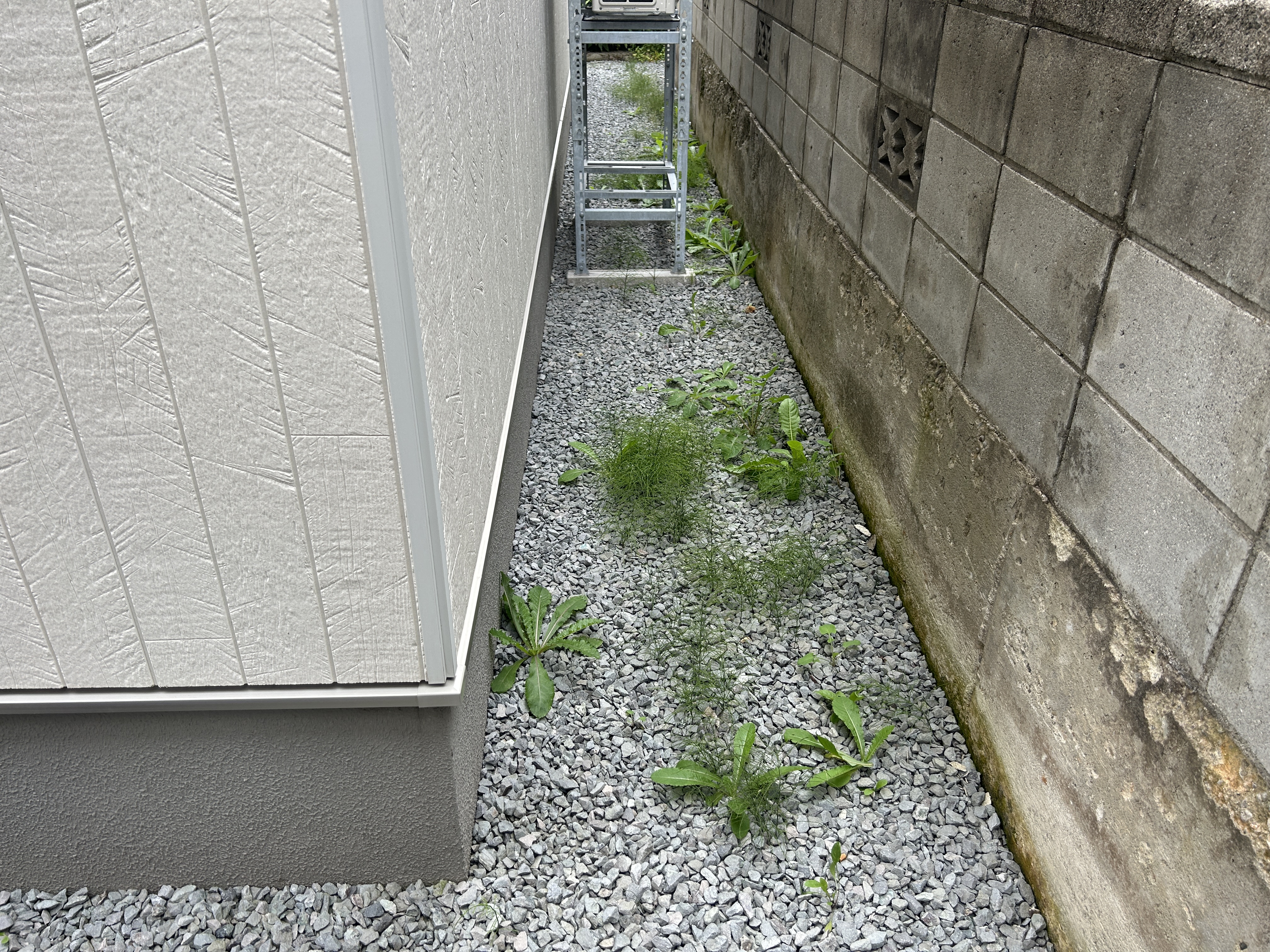 撒くか、引っこ抜くか 画像