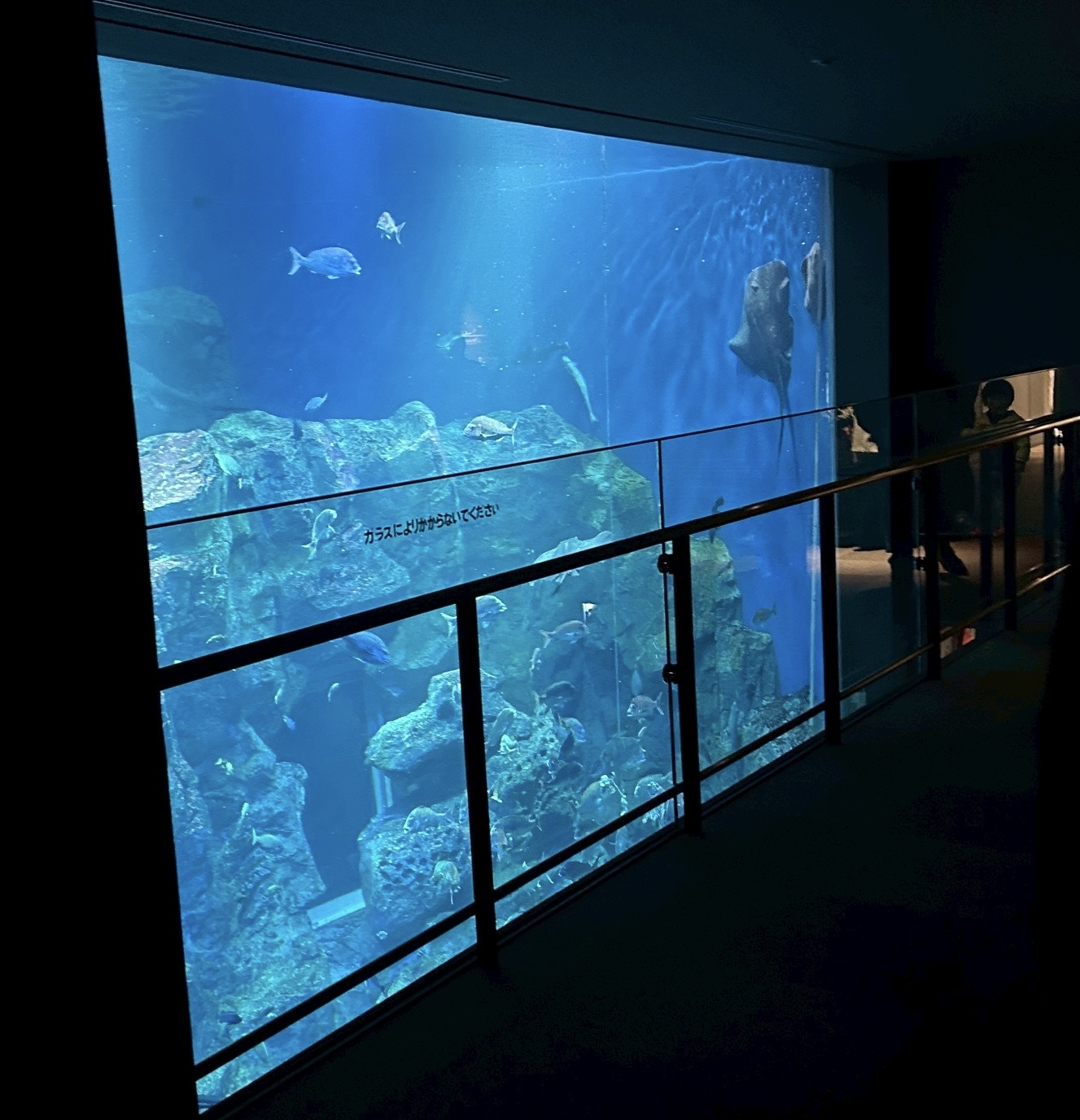 久しぶりの水族館🐬 画像