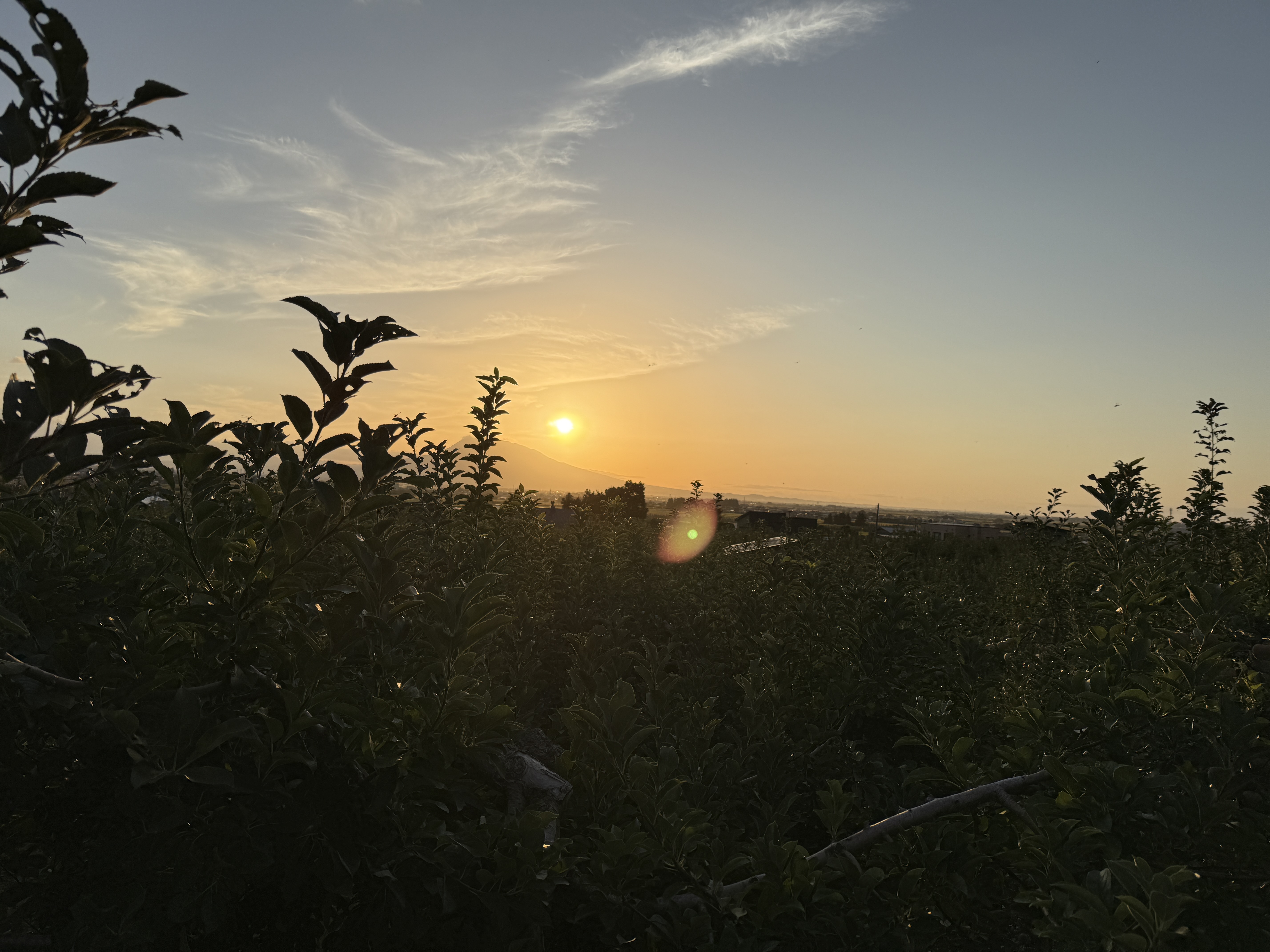 緑に囲まれる週末🍎🌲 画像