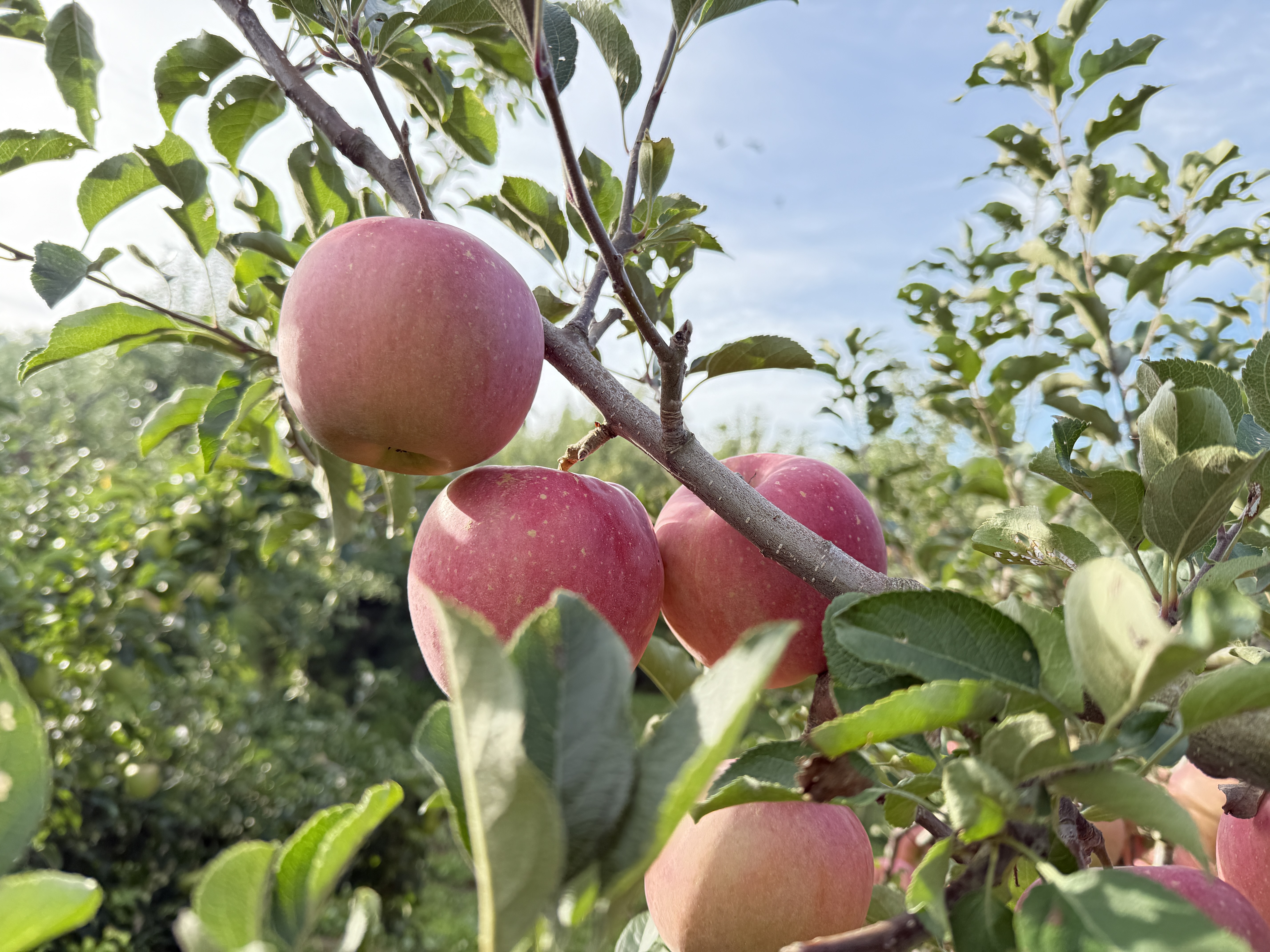 さぁ、収穫だ！🍎🌲 画像