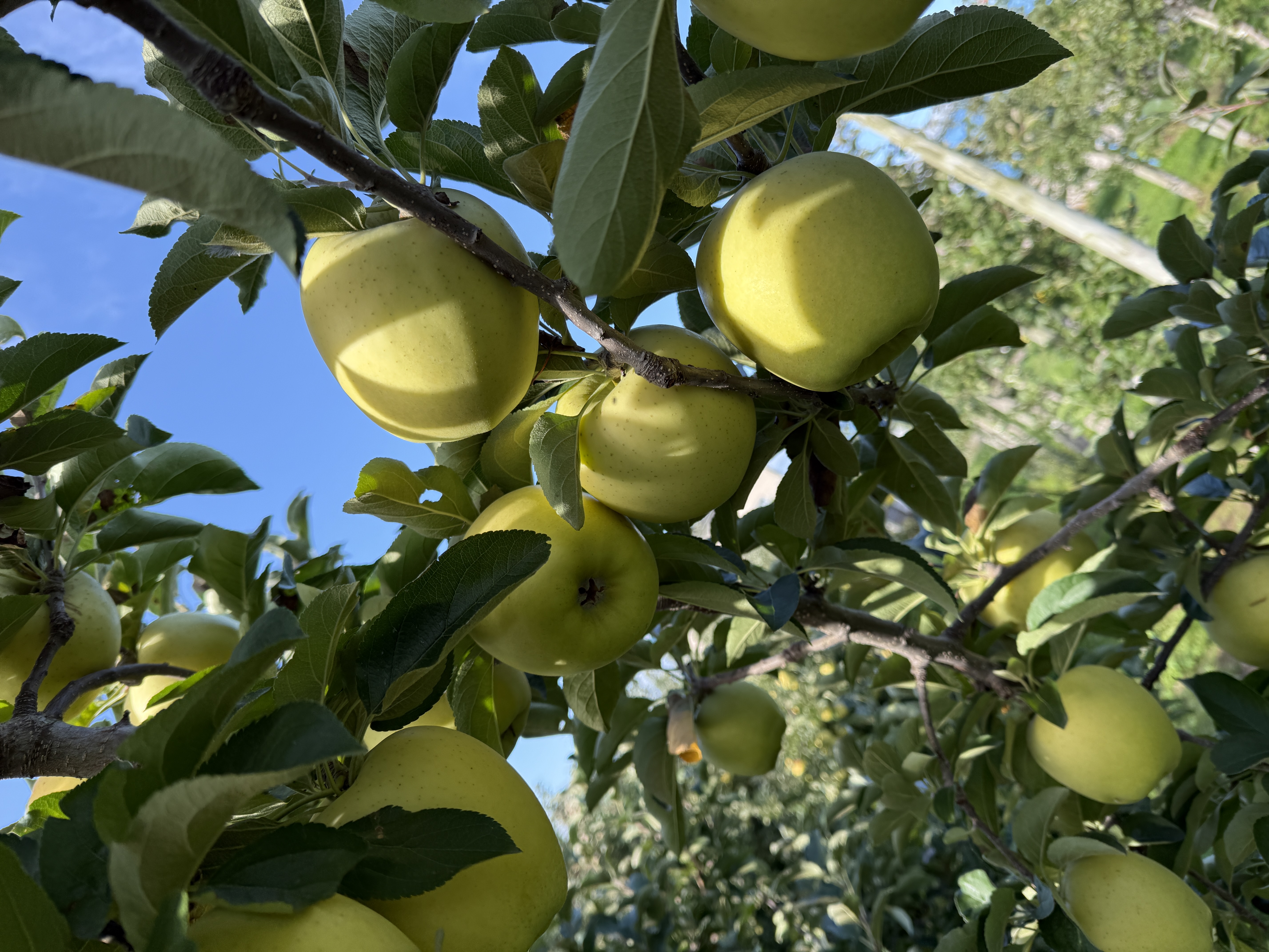 農作業も中盤戦に🍎 画像