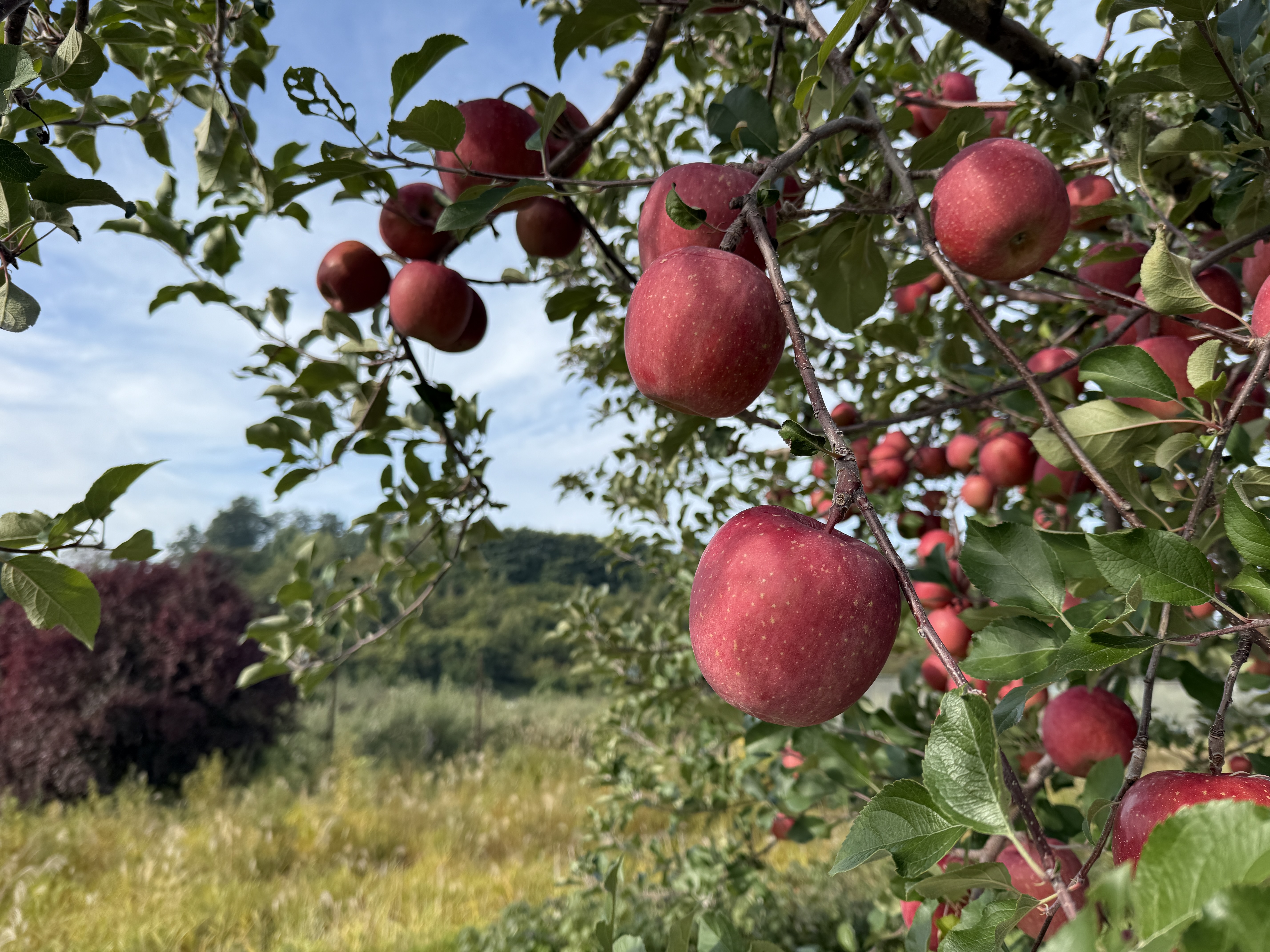 収穫シーズンもラストスパート?🍎🌲 画像